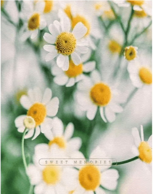 Фотоальбом "UFO" №PP-46200 10х15х200 Сute Daisies — купити | Канцелярський Сад
