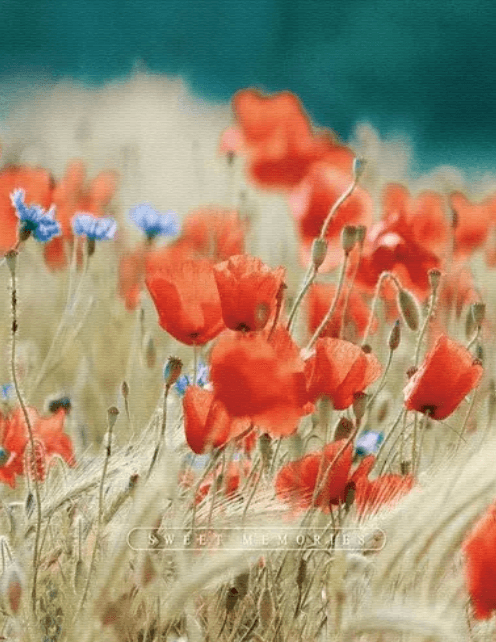 Фотоальбом "UFO" №PP-46200 10х15х200 Poppies — купити | Канцелярський Сад