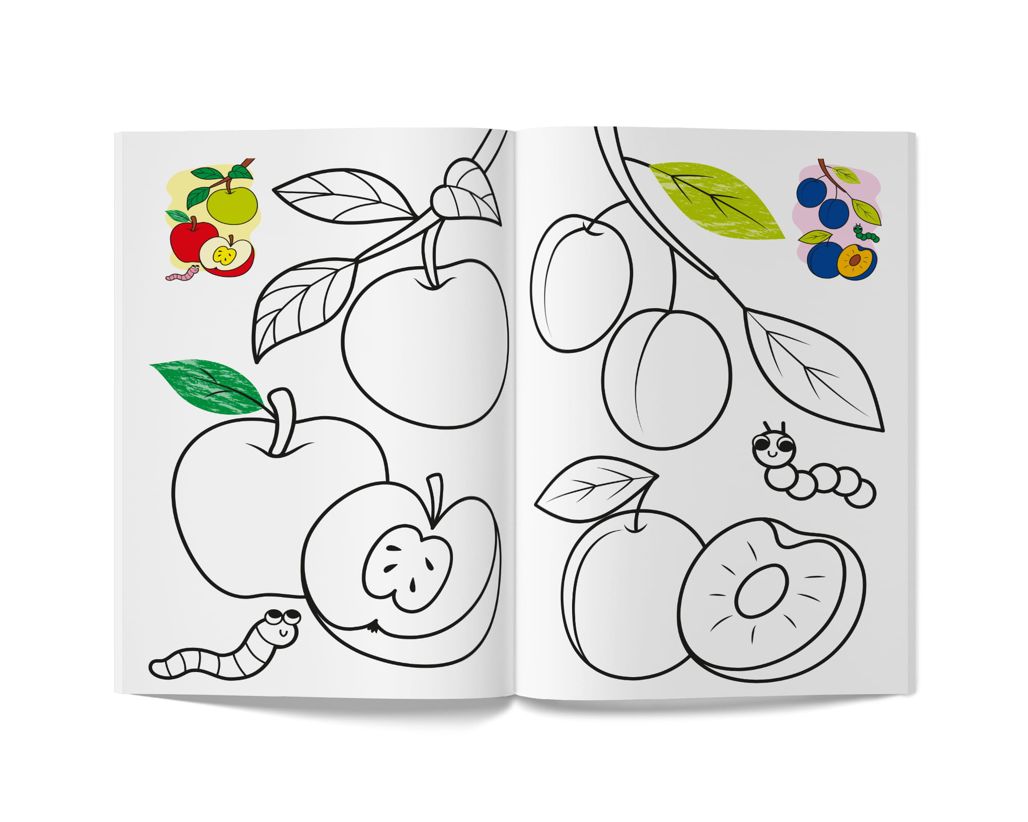 Книга А5 "Кольорованка. Фрукти" №6246/Кристал Бук/(50) — фото 4